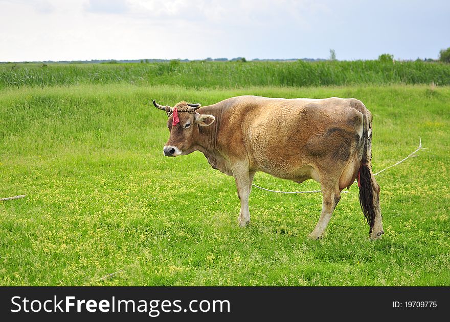 Linked cow on sunny field