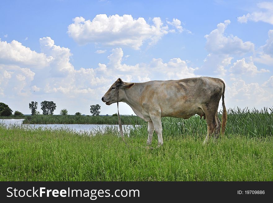 Linked cow on sunny field. Linked cow on sunny field