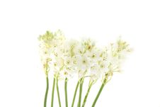 White Flower In Macro Isolated White Background Stock Image