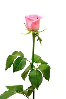 Pink Rose On A Long Stalk Stock Images