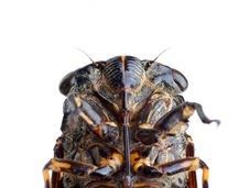 Cicada Stock Photo Cicada Stock Photo