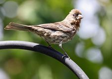 Sparrow Royalty Free Stock Photo
