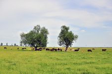 Still Cow Herd Stock Image