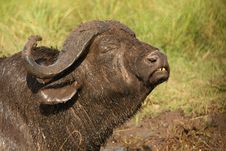 Buffalo Stock Photo