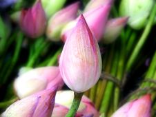 Lotus Bud Royalty Free Stock Photography Lotus Bud Royalty Free Stock Photography