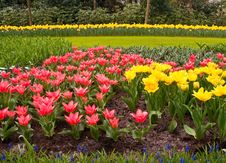 Multicolored Flowerbed . Royalty Free Stock Photography Multicolored Flowerbed . Royalty Free Stock Photography