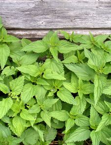 Closeup Nettle Royalty Free Stock Photo Closeup Nettle Royalty Free Stock Photo