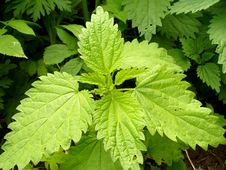 Wild Nettle Royalty Free Stock Images Wild Nettle Royalty Free Stock Images