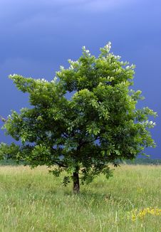 Lonely Tree With A Storm In Its Back Royalty Free Stock Image Lonely Tree With A Storm In Its Back Royalty Free Stock Image