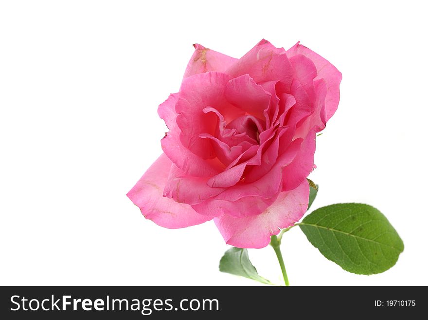 Pink Rose Isolated In White Background