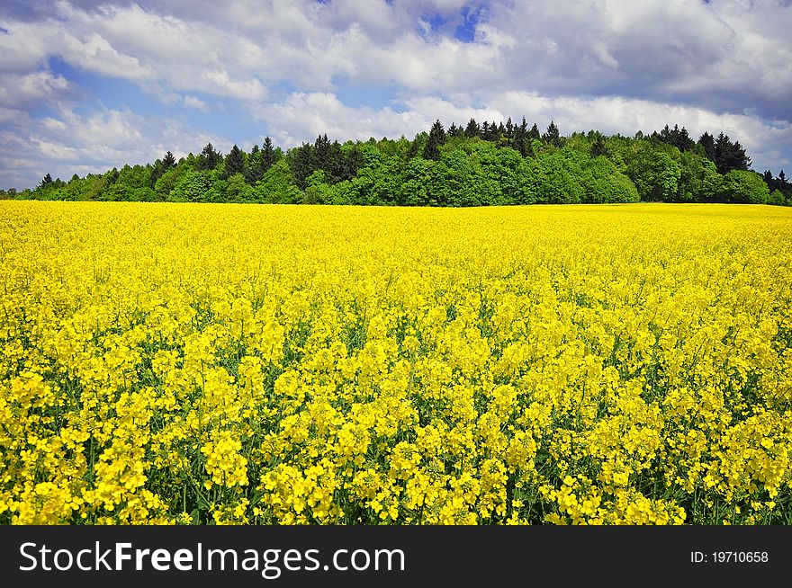 Rapeseed field and forest with sky, spring landscape or nature, background. Rapeseed field and forest with sky, spring landscape or nature, background