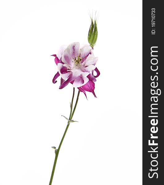 Columbine flower