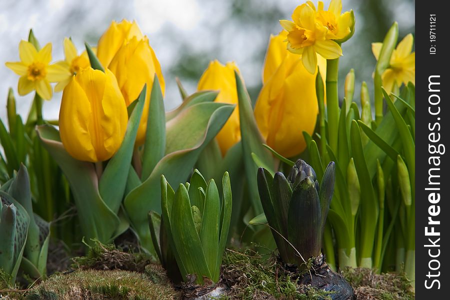 Yellow Tulips And Daffodils .