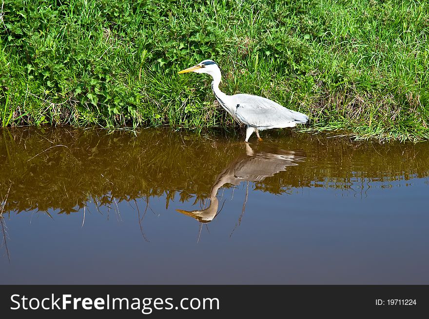 Grey Heron standing by some water. Grey Heron standing by some water.