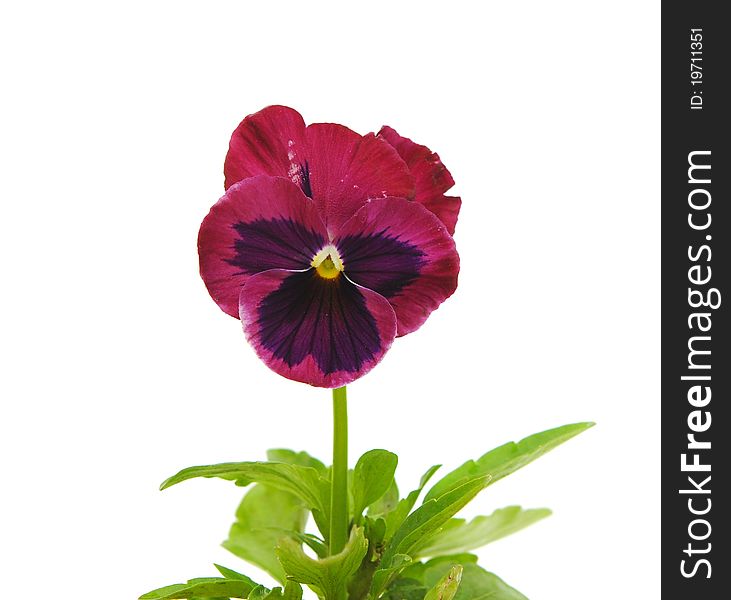 Flower violets over white background