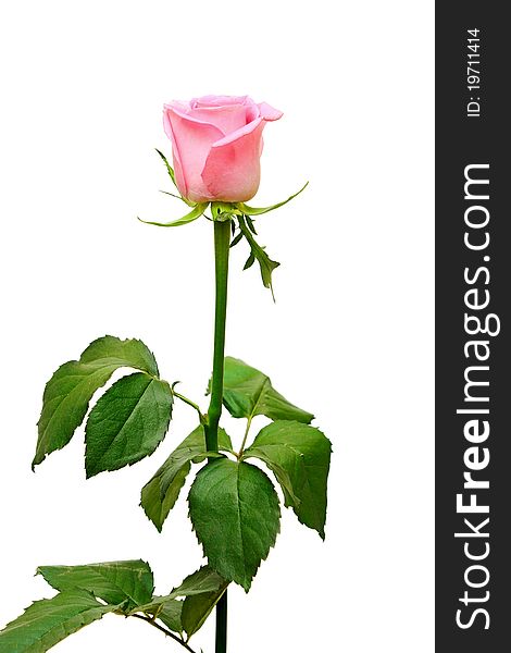 Pink rose on a long stalk. on a white background