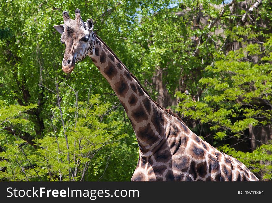 African giraffe in the ZOO