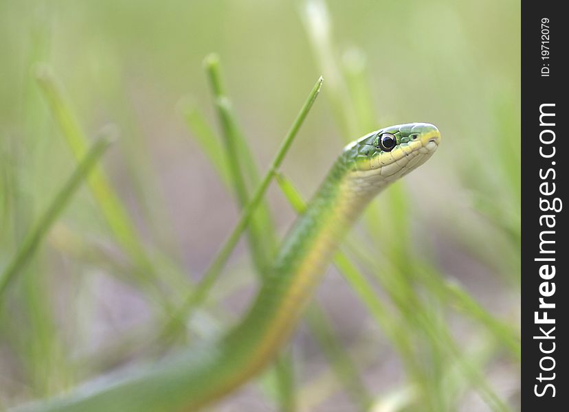 Alert Smooth Green Snake