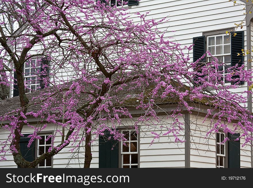 Eastern Redbud tree with pink blossoms in spring, white colonial house with black shutters in background. Eastern Redbud tree with pink blossoms in spring, white colonial house with black shutters in background