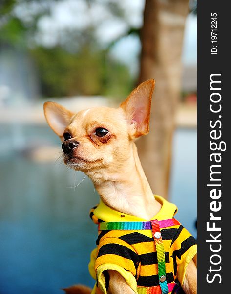 Chihuahua Dog Wearing Shirt