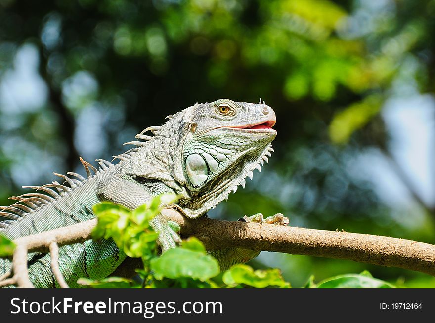Image of Iguana on tree