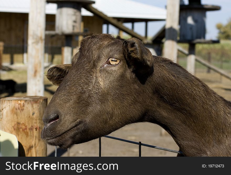 Goat at a petting zoo leaning over fence.