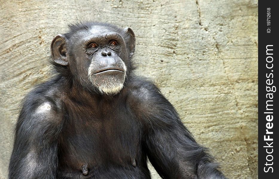 Close Up Portrait Of Chimp Looking Serious At Viewer. Close Up Portrait Of Chimp Looking Serious At Viewer
