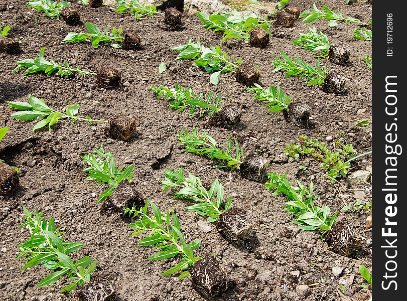 Bedding plants ready for planting. Bedding plants ready for planting