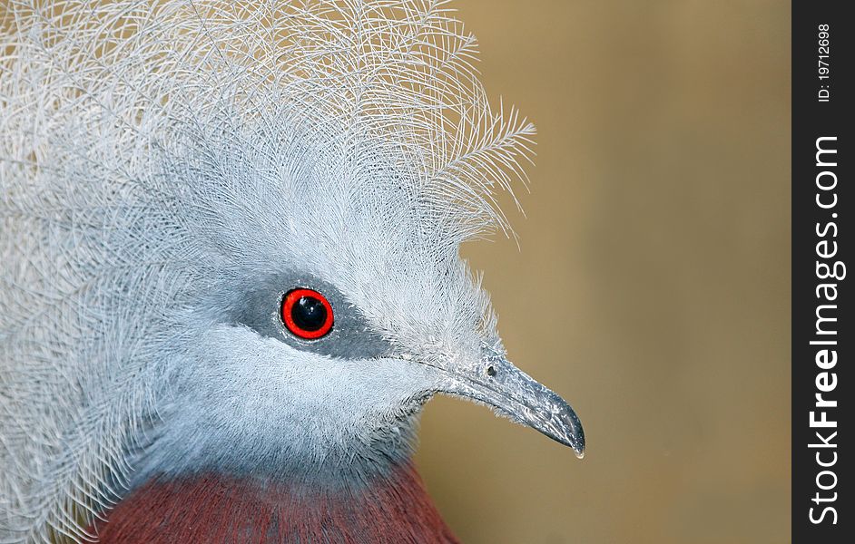 Close up Profile Portrait of Crowned Pigeon with tan background