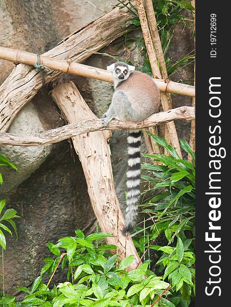 Beautiful lemur on the wooden beam