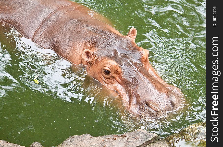 Hippopotamuses swimming in the pool