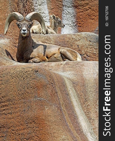 Desert Bighorn Ram Sitting With Lamb. Desert Bighorn Ram Sitting With Lamb