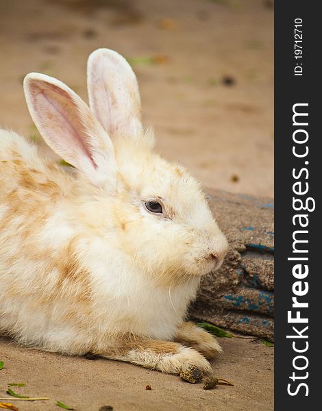 Cute Rabbit sit on the floor