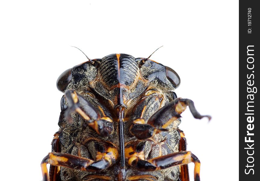 Cicada