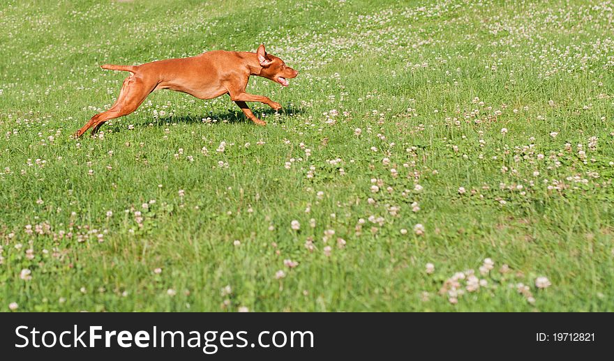 Vizsla Dog Running in the Grass