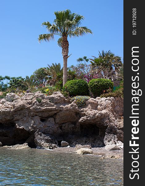 Palm trees and flowers on a rocky seashore. Palm trees and flowers on a rocky seashore