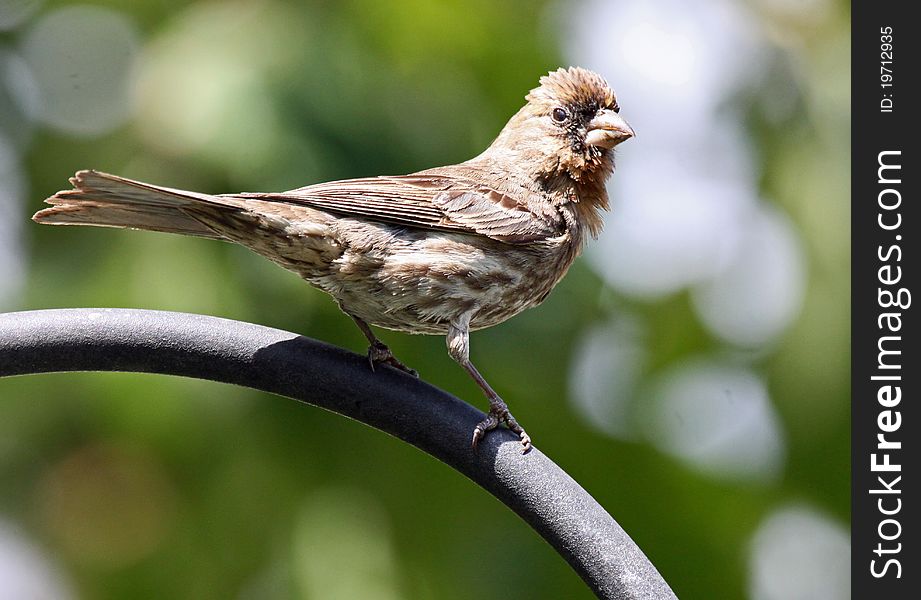 Close Up of Sparrow Perched on Curved Pipe