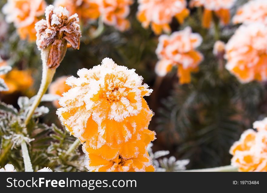 The orange flower covered with ice in the first days of winter. The orange flower covered with ice in the first days of winter