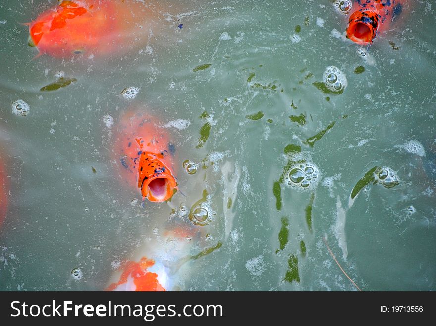 Orange Carp in a Pond