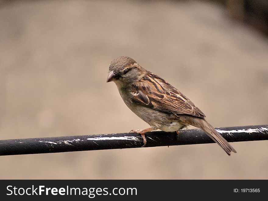 Bird perching on a black bar