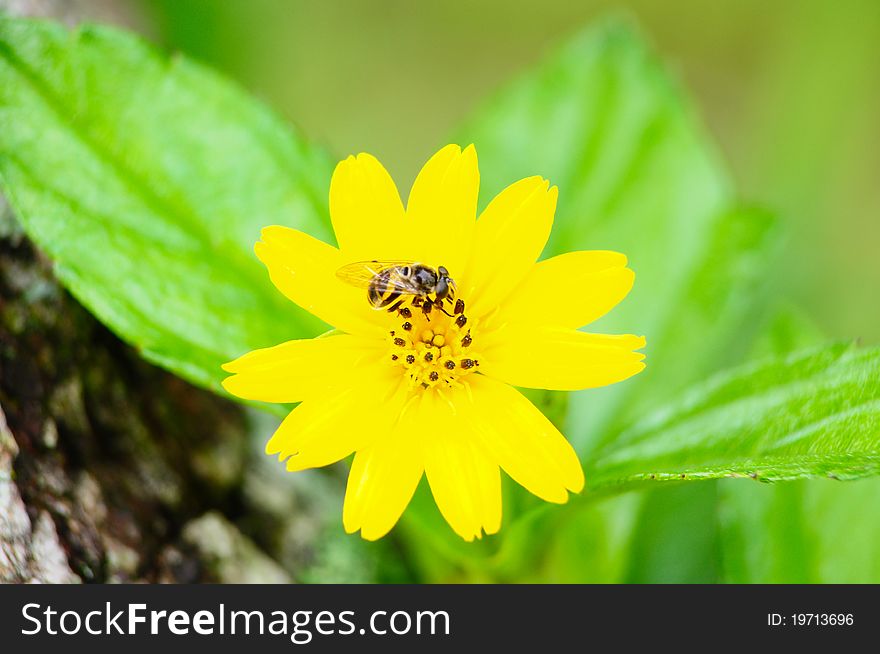 Image of bee and yellow cosmos flower. Image of bee and yellow cosmos flower