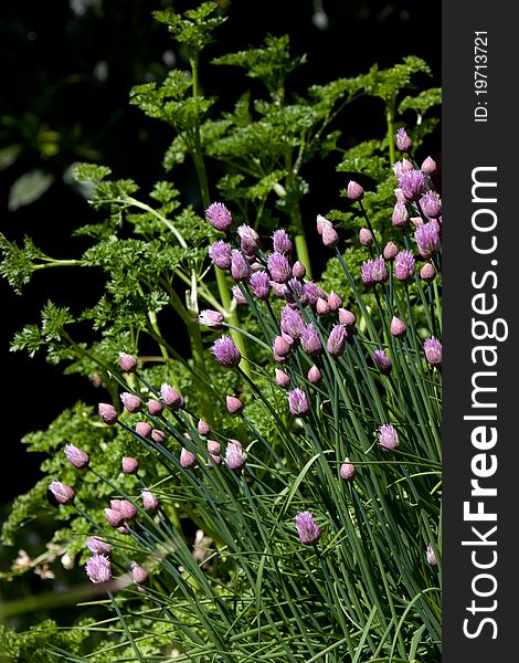 Chive blossums with parsley as a background