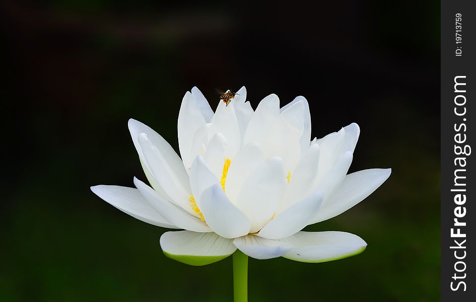 Image of bee and white lotus flower