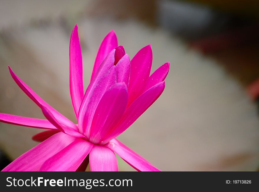 Image of Pink lotus flower blooming on pond