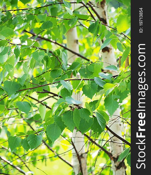 Trunks of young birch trees against a background of fresh green foliage.