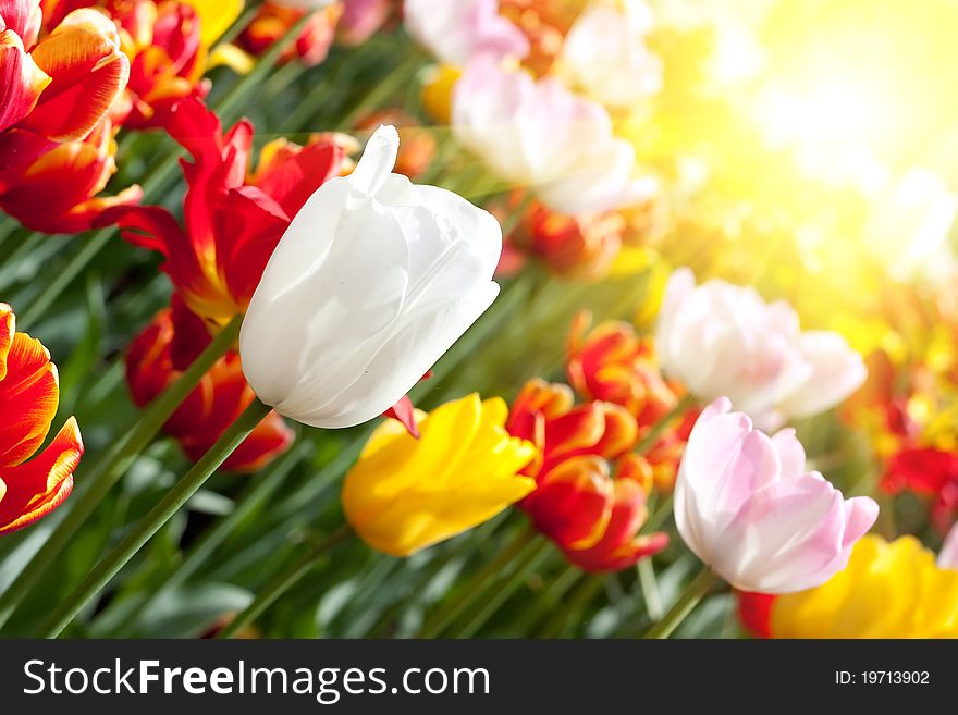 Colourful spring tulips on the field. Colourful spring tulips on the field