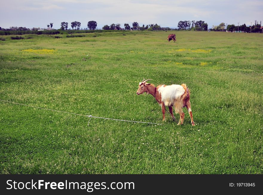 Linked goat on the field near the village