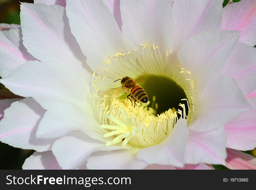 Bee gathering nectar from a flower, Oman