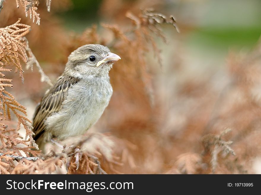 A cute tiny sparrow with beautiful background. A cute tiny sparrow with beautiful background