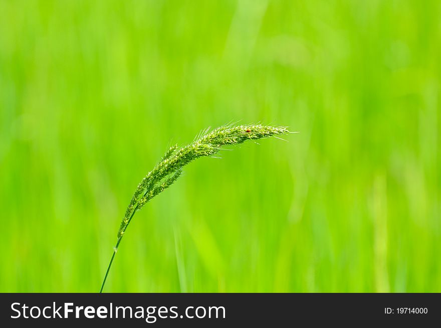 Green filed and grass flower